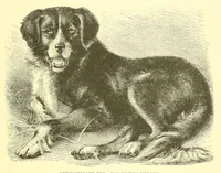 An illustration from Animate creation : popular edition of "Our living world" : a natural history (1898)