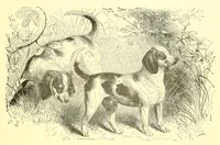 An illustration from Animate creation : popular edition of "Our living world" : a natural history (1898)