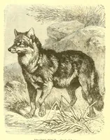 An illustration from Animate creation : popular edition of "Our living world" : a natural history (1898)