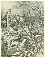 An illustration from Animate creation : popular edition of "Our living world" : a natural history (1898)