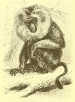 An illustration from Animate creation : popular edition of "Our living world" : a natural history (1898)