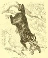 An illustration from Animate creation : popular edition of "Our living world" : a natural history (1898)