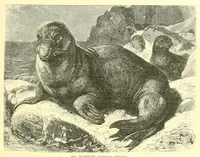 An illustration from Animate creation : popular edition of "Our living world" : a natural history (1898)