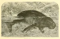 An illustration from Animate creation : popular edition of "Our living world" : a natural history (1898)