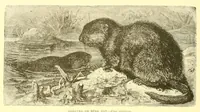 An illustration from Animate creation : popular edition of "Our living world" : a natural history (1898)