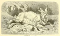 An illustration from Animate creation : popular edition of "Our living world" : a natural history (1898)