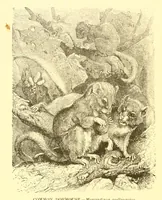 An illustration from Animate creation : popular edition of "Our living world" : a natural history (1898)