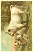 Picture 9 of 16 from Animate creation : popular edition of "Our living world" : a natural history (1898), leaf 245