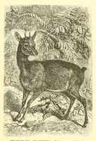 An illustration from Animate creation : popular edition of "Our living world" : a natural history (1898)