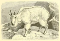 An illustration from Animate creation : popular edition of "Our living world" : a natural history (1898)