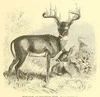 An illustration from Animate creation : popular edition of "Our living world" : a natural history (1898)