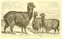 An illustration from Animate creation : popular edition of "Our living world" : a natural history (1898)