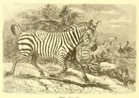 An illustration from Animate creation : popular edition of "Our living world" : a natural history (1898)