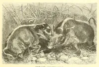 An illustration from Animate creation : popular edition of "Our living world" : a natural history (1898)