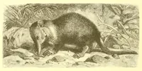 An illustration from Animate creation : popular edition of "Our living world" : a natural history (1898)