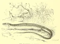 An illustration from Animate creation : popular edition of "Our living world" : a natural history (1898)