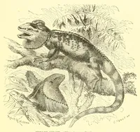 An illustration from Animate creation : popular edition of "Our living world" : a natural history (1898)