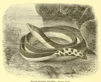 Picture 7 of 16 from Animate creation : popular edition of "Our living world" : a natural history (1898), leaf 164