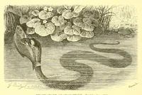 An illustration from Animate creation : popular edition of "Our living world" : a natural history (1898)