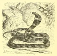 An illustration from Animate creation : popular edition of "Our living world" : a natural history (1898)