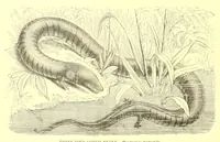 Picture 10 of 16 from Animate creation : popular edition of "Our living world" : a natural history (1898), leaf 244
