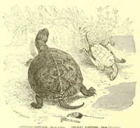 An illustration from Animate creation : popular edition of "Our living world" : a natural history (1898)