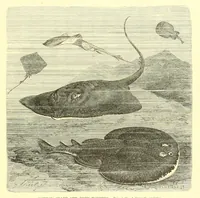 An illustration from Animate creation : popular edition of "Our living world" : a natural history (1898)