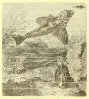 Picture 12 of 16 from Animate creation : popular edition of "Our living world" : a natural history (1898), leaf 306