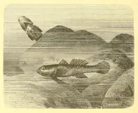 An illustration from Animate creation : popular edition of "Our living world" : a natural history (1898)