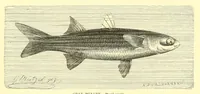 An illustration from Animate creation : popular edition of "Our living world" : a natural history (1898)