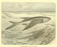 Picture 15 of 16 from Animate creation : popular edition of "Our living world" : a natural history (1898), leaf 357