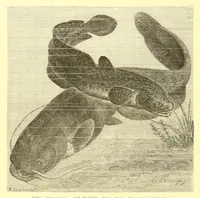 An illustration from Animate creation : popular edition of "Our living world" : a natural history (1898)