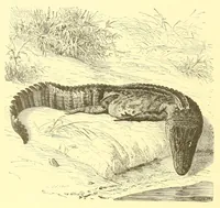 An illustration from Animate creation : popular edition of "Our living world" : a natural history (1898)