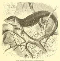 An illustration from Animate creation : popular edition of "Our living world" : a natural history (1898)