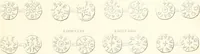 An illustration from Annals of the coinage of Great Britain and its dependencies : from the earliest period of authentic history to the reign of Victoria (1840)