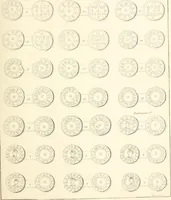 An illustration from Annals of the coinage of Great Britain and its dependencies : from the earliest period of authentic history to the reign of Victoria (1840)