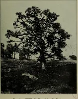 An illustration from Annual exhibition of paintings and sculpture by prominent painters and sculptors (1904)