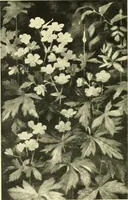 An illustration from Fifty-first Annual open exhibition of painting and sculpture; [catalogue], 1923 (1900)