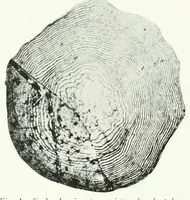 An illustration from Annual report of the Game and Fisheries Department of Ontario, 1921-34 (1907)