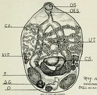An illustration from Annual report of the Game and Fisheries Department of Ontario, 1921-34 (1907)