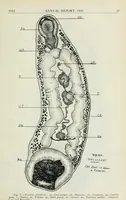 An illustration from Annual report of the Game and Fisheries Department of Ontario, 1921-34 (1907)