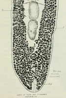 An illustration from Annual report of the Game and Fisheries Department of Ontario, 1921-34 (1907)