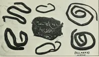 Picture 9 of 12 from Annual report of the Game and Fisheries Department of Ontario, 1921-34 (1907), leaf 431