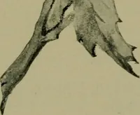 An illustration from Annual report of the Philadelphia Museum of Art (1878)
