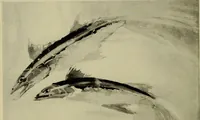 Picture 59 of 115 from Annual report of the Philadelphia Museum of Art (1878), leaf 225