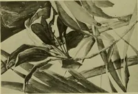 Picture 83 of 115 from Annual report of the Philadelphia Museum of Art (1878), leaf 307