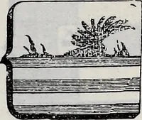Picture 267 of 947 from Annuare général héraldique (1903), leaf 392