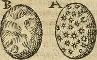 An illustration from Anselmi Boetii de Boodt ... Gemmarvm et lapidvm historia : qua non solum ortus, natura, vis & precium, sed etiam modus quo ex iis olea, salia, tincturae, essentiae, arcana & magisteria arte chymica confici possint, ostenditur : opvs principibvs, medicis, chymicis, physicis, ac liberalioribus ingeniis vtilissimum : cum variis figuris, indiceq. duplici & copioso (1609)