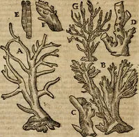An illustration from Anselmi Boetii de Boodt ... Gemmarvm et lapidvm historia : qua non solum ortus, natura, vis & precium, sed etiam modus quo ex iis olea, salia, tincturae, essentiae, arcana & magisteria arte chymica confici possint, ostenditur : opvs principibvs, medicis, chymicis, physicis, ac liberalioribus ingeniis vtilissimum : cum variis figuris, indiceq. duplici & copioso (1609)