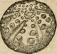 Picture 22 of 41 from Anselmi Boetii de Boodt ... Gemmarvm et lapidvm historia : qua non solum ortus, natura, vis & precium, sed etiam modus quo ex iis olea, salia, tincturae, essentiae, arcana & magisteria arte chymica confici possint, ostenditur : opvs principibvs, medicis, chymicis, physicis, ac liberalioribus ingeniis vtilissimum : cum variis figuris, indiceq. duplici & copioso (1609), leaf 191